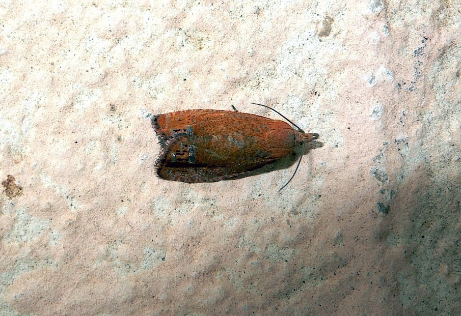 Tortricidae